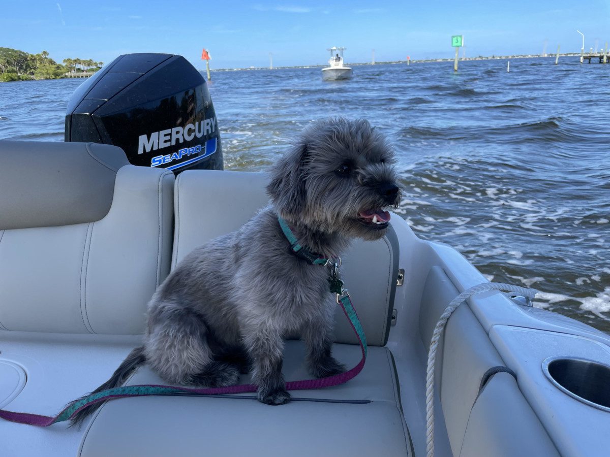 Carefree Boat Club Dogs & Boating