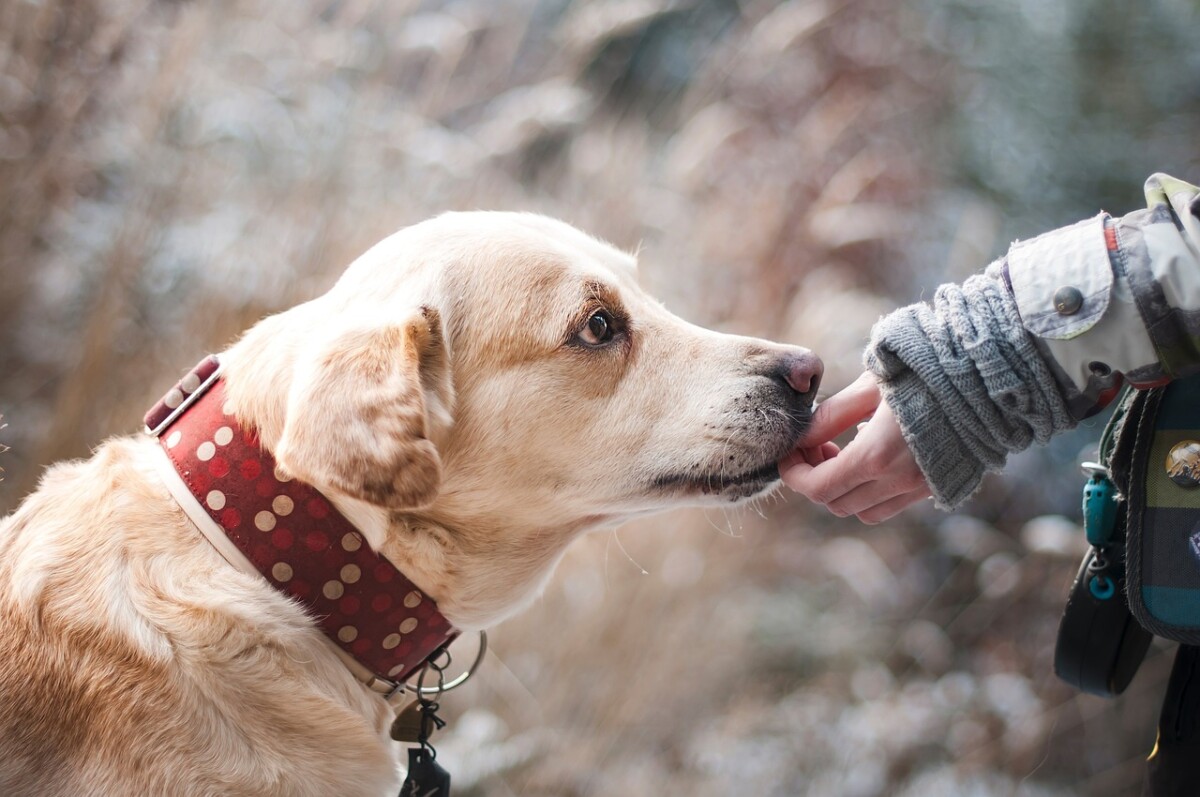 Bring Your Pet on Your Coronado Boat Share Adventure