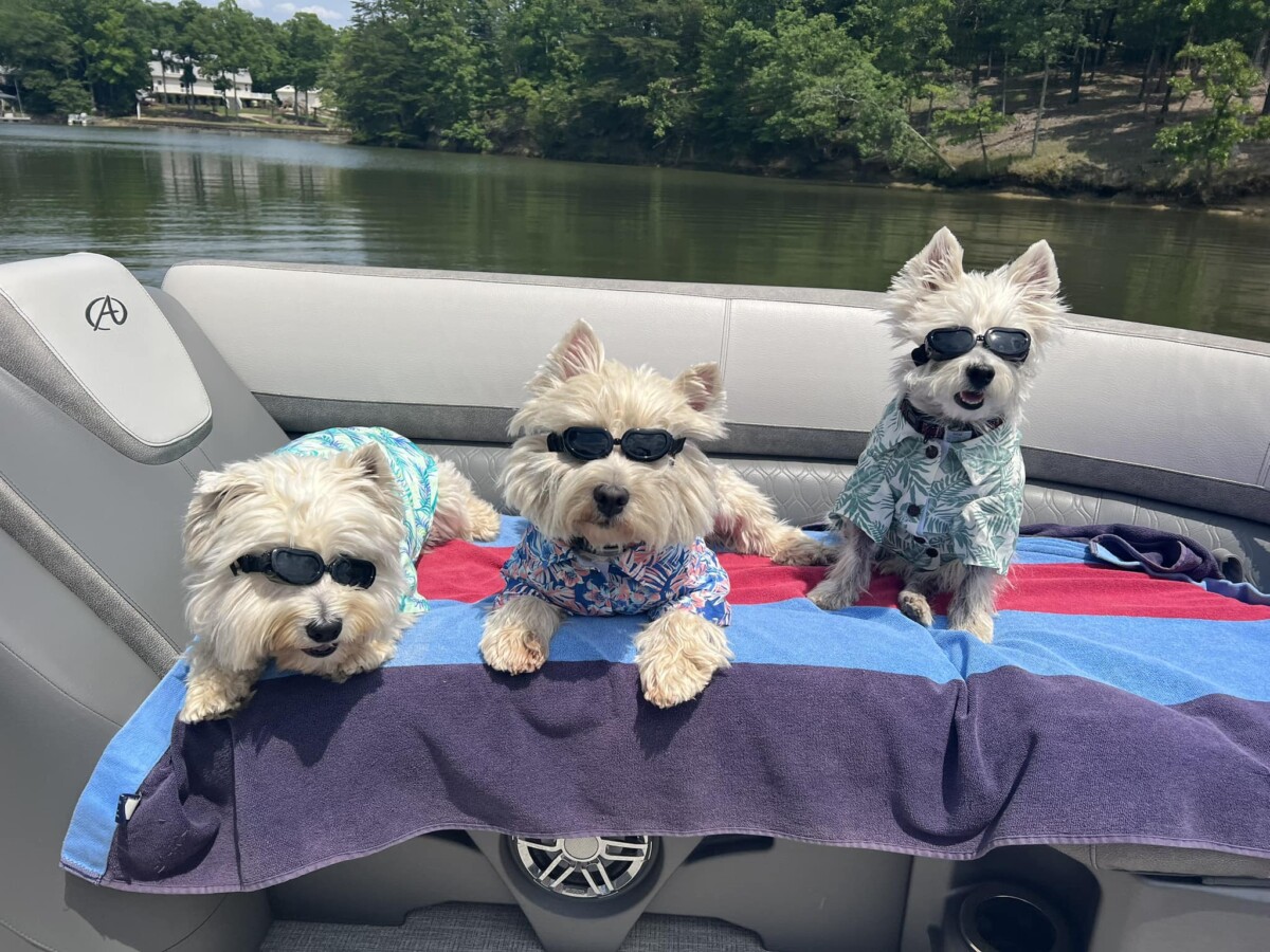 Carefree Boat Club Boating With Pets: Tips for Safe and Fun Adventures