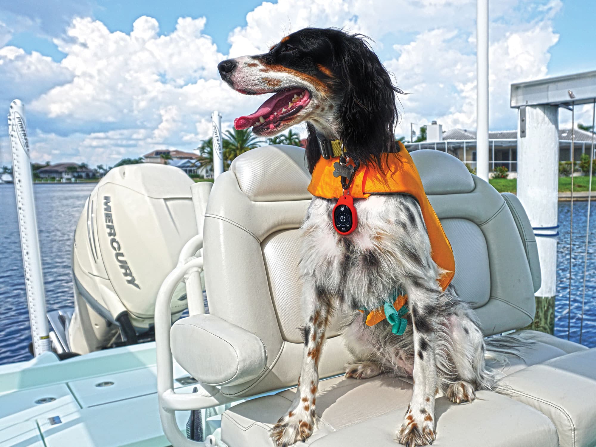 Best Gear for Boating Dogs